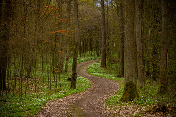 Path through the Warmian green forest - spring white anemone flowers, green grass, tree trunks, young leaves of trees and shrubs