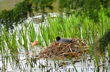 brütendes Blässhuhn im Nest