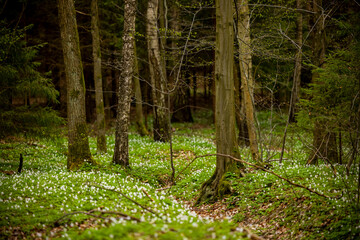 Spring dark forest of Warmia - trunks of deciduous trees on a green carpet of white anemone flowers