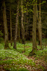Spring dark forest of Warmia - trunks of deciduous trees on a green carpet of white anemone flowers