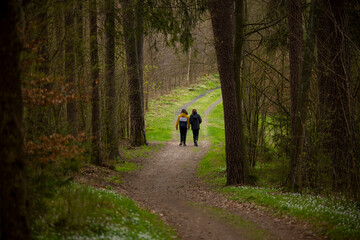 Spring walk in the forest among trees and white forest flowers of anemone - Warmia and Masuria, Olsztyn, Poland