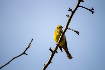 yellow bird on a branch