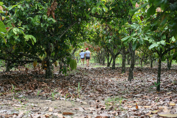 cultivo de cacao
