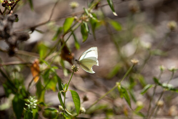 Great Southern White