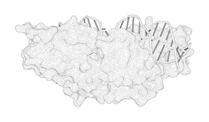 3D rendering as a line drawing of a biological molecule. Isolation and characterization of new homing endonuclease specificities at individual target site positions.