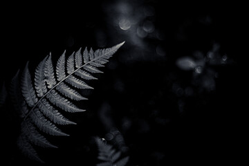 Fern