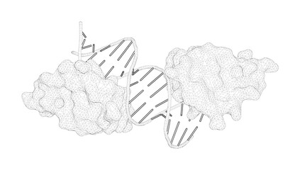 3D rendering as a line drawing of a biological molecule. Distal substitutions drive divergent DNA specificity among paralogous transcription factors through subdivision of conformational space. - obrazy, fototapety, plakaty