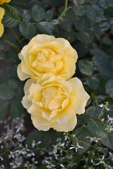 yellow roses