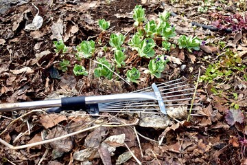 Early spring yard and garden clean up from winter season mulched flowerbeds. Nature backyard landscaped home and gardens. Photo background, lifestyle and hobbies. Close-up