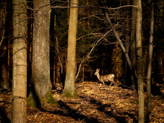 sarna w lesie © Marta