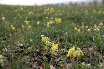 Echte Schlüsselblume (Primula veris) - common cowslip or cowslip primrose