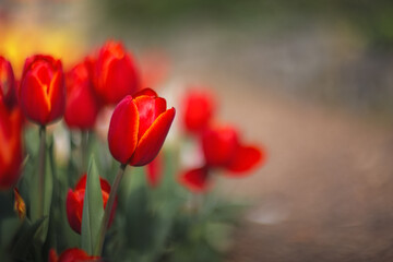 Spring flowers tulips. Red tulips grow in the garden in a flower bed. Red tulips on a blurred background with copy space.