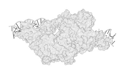 3D rendering as a line drawing of a biological molecule. Crystal structure of the full-length LysR-type transcription regulator CbnR in complex with promoter DNA.