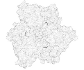 3D rendering as a line drawing of a biological molecule. Structural basis for substrate recognition and processive cleavage mechanisms of the trimeric exonuclease PhoExo I