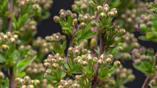 Time Lapse of white flowers on blooming shrub of Spiraea arguta. Time-lapse spring flowering bush with flowers and green leaves, beautiful background. Branch bush springtime.
