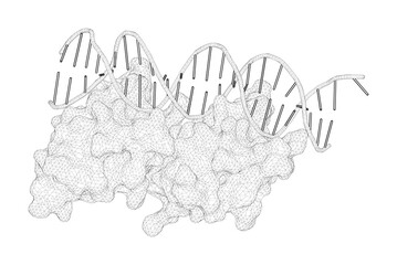 3D rendering as a line drawing of a biological molecule. Structural dynamics of the two-component response regulator RstA in recognition of promoter DNA element.