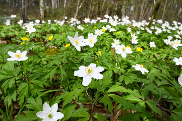 White wood anenome flower close-up in the forest in spring. Withered autumn leaves in the background.