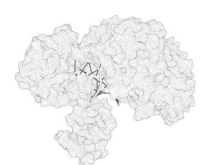 3D rendering as a line drawing of a biological molecule. Nucleation, propagation and cleavage of target RNAs in Ago silencing complexes.