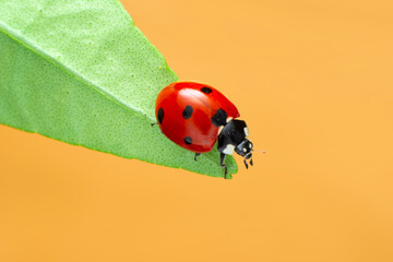 Extreme macro shots, Beautiful ladybug on flower leaf defocused background.