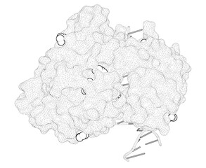 3D rendering as a line drawing of a biological molecule. Mechanism of error-free replication across benzo[a]pyrene stereoisomers by Rev1 DNA polymerase.