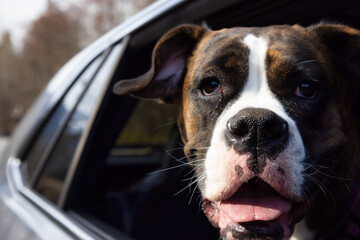 Cute and Adorable Female Boxer Dog with Face Out the Car Window for fresh air. Image taken in Vancouver, British Columbia, Canada.
