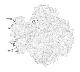 3D rendering as a line drawing of a biological molecule. Structures of carbon catabolite protein A-(HPr-Ser46-P) bound to diverse catabolite.