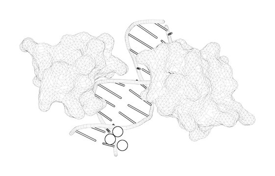3D rendering as a line drawing of a biological molecule. Structural basis of X chromosome DNA recognition by the MSL2 CXC domain during Drosophila dosage compensation.