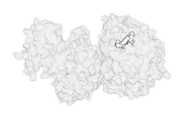 3D rendering as a line drawing of a biological molecule. Crystal structures of influenza nucleoprotein complexed with nucleic acid provide insights into the mechanism of RNA interaction.