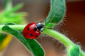 Extreme macro shots, Beautiful ladybug on flower leaf defocused background.