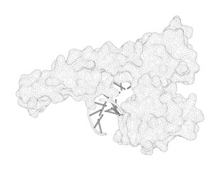 3D rendering as a line drawing of a biological molecule. DNA-binding domain of Chd1 in complex with a DNA duplex