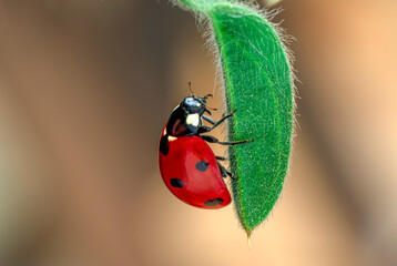 Extreme macro shots, Beautiful ladybug on flower leaf defocused background.