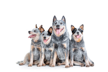 blue heeler or australian cattle dog with puppies sitting isolated against white background