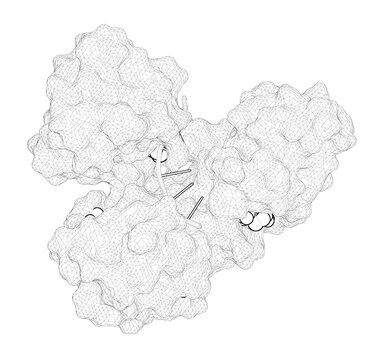 3D Rendering As A Line Drawing Of A Biological Molecule. Hepatitis C Virus NS3 RNA Helicase Domain With A Bound Oligonucleotide: The Crystal Structure Provides Insights Into The Mode Of Unwinding.