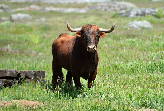 Un Toro Español En Una Ganaderia