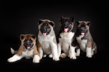 Little puppies of american akita breed dog against black
