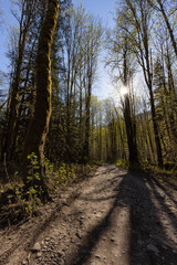 Dirt Road in the Green Rain Forest during a sunny spring day. Located in Squamish Valley, North of Vancouver, British Columbia, Canada.