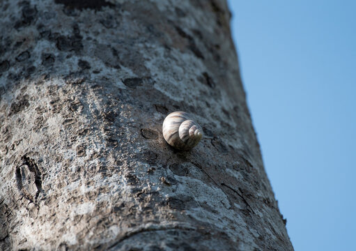 Stock Island Tree Snail