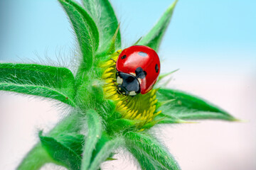 Extreme macro shots, Beautiful ladybug on flower leaf defocused background.
