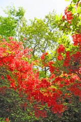 森林に群生するヤマツツジの花　埼玉県二本木峠