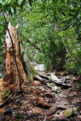 Broken tree trunk, rotting wood in the forest