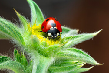 Extreme macro shots, Beautiful ladybug on flower leaf defocused background.