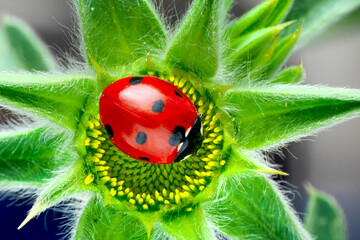 Extreme macro shots, Beautiful ladybug on flower leaf defocused background.