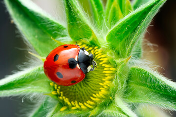Extreme macro shots, Beautiful ladybug on flower leaf defocused background.