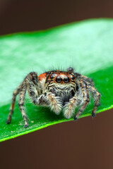 Close up  beautiful jumping spider  