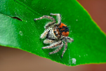 Close up  beautiful jumping spider  