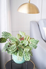 decoration of plants in apartment house