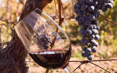 glass of wine and grapes