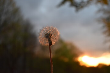 dandelion against the background of sunset
