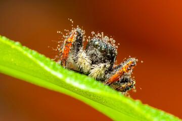 Close up  beautiful jumping spider  