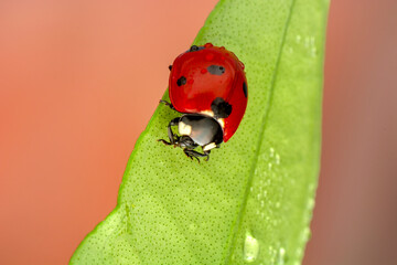 Extreme macro shots, Beautiful ladybug on flower leaf defocused background.